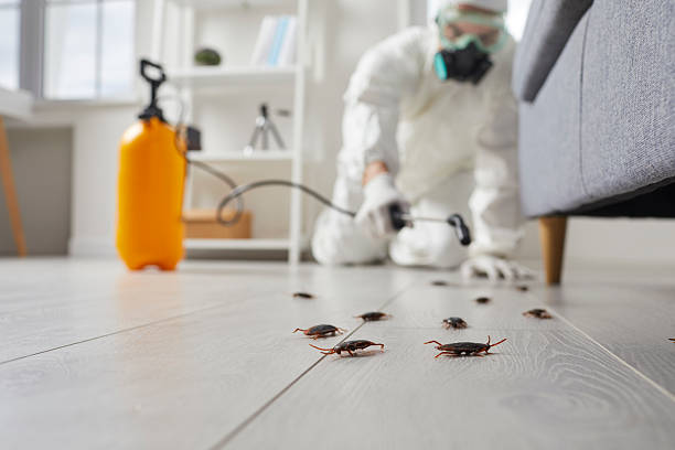 Commercial Kitchen Cockroach Control in Lamesa